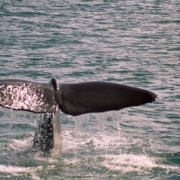 Sperm whale fluke